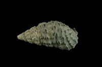 藏品(白葚蟹守螺)的圖片